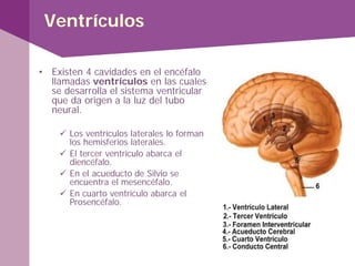 Ventrículos
• Existen 4 cavidades en el encéfalo
llamadas ventrículos en las cuales
se desarrolla el sistema ventricular
que da origen a la luz del tubo
neural.
 Los ventrículos laterales lo forman
los hemisferios laterales.
 El tercer ventrículo abarca el
diencéfalo.
 En el acueducto de Silvio se
encuentra el mesencéfalo.
 En cuarto ventrículo abarca el
Prosencéfalo.
 