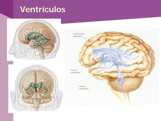 Ventrículos
 