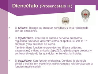 Diencéfalo (Prosencéfalo II)
 El tálamo. Recoge los impulsos sensitivos y está relacionado
con las emociones.
 El hipotálamo. Controla el sistema nervioso autónomo,
regulando funciones viscerales como el apetito, la sed, la Tª
corporal, y los patrones de sueño.
También tiene función neuroendocrina (libera oxitocina,
vasopresina) y tiene unida la hipófisis, glándula que produce y
controla el resto de las glándulas, entre ellas la tiroides.
 El epitálamo. Con función endocrina. Contiene la glándula
pineal o epífisis (en mamíferos estrechamente relacionada con la
función fotosensorial)
 