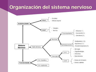 Organización del sistema nervioso
 