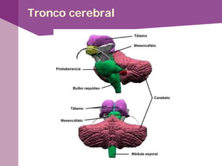 Tronco cerebral
 