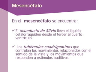 Mesencéfalo
En el mesencéfalo se encuentra:
 El acueducto de Silvio lleva el líquido
cefalorraquídeo desde el tercer al cuarto
ventrículo.
 Los tubérculos cuadrigeminos que
controlan los movimientos relacionados con el
sentido de la vista y los movimientos que
responden a estímulos auditivos.
 