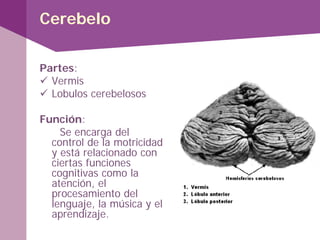 Cerebelo
Partes:
 Vermis
 Lobulos cerebelosos
Función:
Se encarga del
control de la motricidad
y está relacionado con
ciertas funciones
cognitivas como la
atención, el
procesamiento del
lenguaje, la música y el
aprendizaje.
 