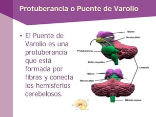 Protuberancia o Puente de Varolio
• El Puente de
Varolio es una
protuberancia
que está
formada por
fibras y conecta
los hemisferios
cerebelosos.
 