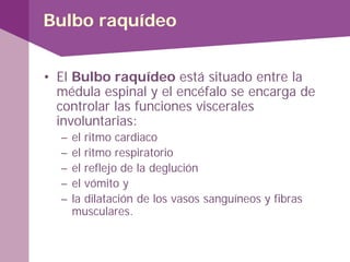 Bulbo raquídeo
• El Bulbo raquídeo está situado entre la
médula espinal y el encéfalo se encarga de
controlar las funciones viscerales
involuntarias:
– el ritmo cardiaco
– el ritmo respiratorio
– el reflejo de la deglución
– el vómito y
– la dilatación de los vasos sanguíneos y fibras
musculares.
 