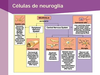 Células de neuroglía
 
