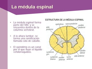 La médula espinal
• La médula espinal forma
parte del SNC y se
encuentra dentro de la
columna vertebral.
• A la altura lumbar, se
forma una ramificación
llamada cola de caballo.
• El epéndimo es un canal
por el que fluye el líquido
cefalorraquídeo.
 