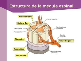 Estructura de la médula espinal
 