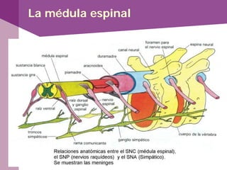 La médula espinal
 