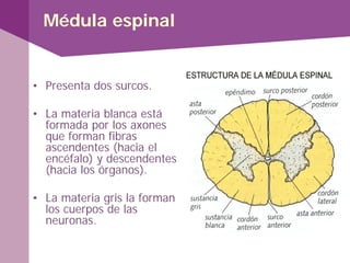 Médula espinal
• Presenta dos surcos.
• La materia blanca está
formada por los axones
que forman fibras
ascendentes (hacia el
encéfalo) y descendentes
(hacia los órganos).
• La materia gris la forman
los cuerpos de las
neuronas.
 