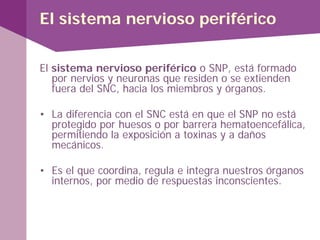 El sistema nervioso periférico o SNP, está formado
por nervios y neuronas que residen o se extienden
fuera del SNC, hacia los miembros y órganos.
• La diferencia con el SNC está en que el SNP no está
protegido por huesos o por barrera hematoencefálica,
permitiendo la exposición a toxinas y a daños
mecánicos.
• Es el que coordina, regula e integra nuestros órganos
internos, por medio de respuestas inconscientes.
El sistema nervioso periférico
 