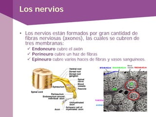 Los nervios
• Los nervios están formados por gran cantidad de
fibras nerviosas (axones), las cuales se cubren de
tres membranas:
 Endoneuro cubre el axón
 Perineuro cubre un haz de fibras
 Epineuro cubre varios haces de fibras y vasos sanguíneos.
 