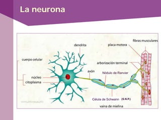 La neurona
Célula de Schwann
Nódulo de Ranvier
(S.N.P.)
 
