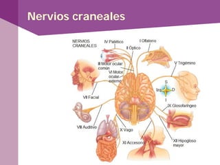 Nervios craneales
 