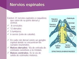 Nervios espinales
Existen 31 nervios espinales o raquídeos
que salen de su parte dorsal y
ventral.
 8 cervicales
 12 dorsales
 5 lumbares
 6 sacros (cola de caballo).
 En cada raiz dorsal existe un ganglio
espinal donde se encuentran los
cuerpos neuronales.
 Raices dorsales: Vía de entrada de
estimulos sensitivos a la médula.
 Raices ventrales: Es la vía de
salida de estímulos motores.
 