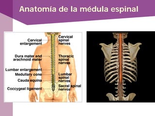 Anatomía de la médula espinal
 