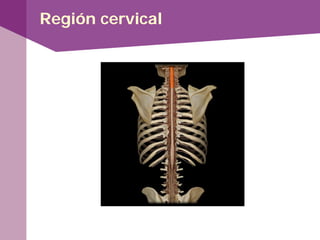 Región cervical
 