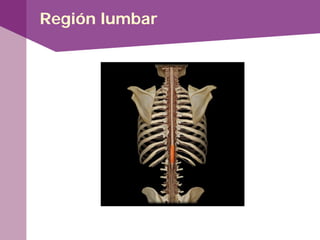 Región lumbar
 