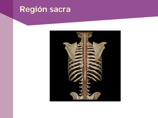 Región sacra
 