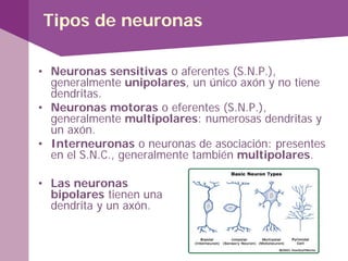 Tipos de neuronas
• Neuronas sensitivas o aferentes (S.N.P.),
generalmente unipolares, un único axón y no tiene
dendritas.
• Neuronas motoras o eferentes (S.N.P.),
generalmente multipolares: numerosas dendritas y
un axón.
• Interneuronas o neuronas de asociación: presentes
en el S.N.C., generalmente también multipolares.
• Las neuronas
bipolares tienen una
dendrita y un axón.
 