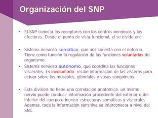 Organización del SNP
• El SNP conecta los receptores con los centros nerviosos y los
efectores. Desde el punto de vista funcional, el se divide en:
• Sistema nervioso somático, que nos conecta con el entorno.
Tiene como función la regulación de las funciones voluntarias del
organismo.
• Sistema nervioso autónomo, que coordina las funciones
viscerales. Es involuntario. recibe información de las vísceras para
actuar sobre los músculos, glándulas y vasos sanguíneos.
• Esta división no tiene una correlación anatómica, un mismo
nervio puede conducir información procedente del exterior o del
interior del cuerpo o inervar estructuras somáticas y viscerales.
Además, toda la información sensitiva se interconecta a nivel del
SNC.
 