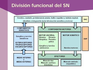 División funcional del SN
 