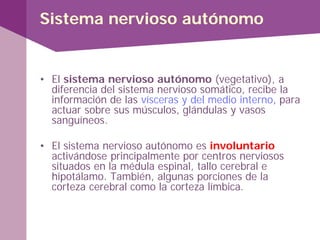Sistema nervioso autónomo
• El sistema nervioso autónomo (vegetativo), a
diferencia del sistema nervioso somático, recibe la
información de las vísceras y del medio interno, para
actuar sobre sus músculos, glándulas y vasos
sanguíneos.
• El sistema nervioso autónomo es involuntario
activándose principalmente por centros nerviosos
situados en la médula espinal, tallo cerebral e
hipotálamo. También, algunas porciones de la
corteza cerebral como la corteza límbica.
 