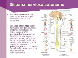 • Las vías aferentes del
SNA están formadas por
neuronas sensoriales
viscerales.
• Las vías eferentes están
formadas por dos neuronas
motoras conectadas en
serie, las neuronas
preganglionares que se
localizan en la médula o
encéfalo y cuyo axón llega
hasta un ganglio autónomo
donde hace sinapsis con la
segunda neurona
postganglionar, con axón
amielínico y que va hasta el
órgano efector
correspondiente.
Sistema nervioso autónomo
 