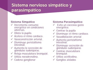 Sistema nervioso simpático y
parasimpático
Sistema Simpático
 Incrementa consumo
energético en condiciones
adversas.
 Dilata la pupila.
 Acelera el ritmo cardiaco.
 Vasoconstricción arterial.
 Disminuye peristaltismo
intestinal.
 Aumenta la secreción de
glándulas sudoríparas.
 Relaja musculatura bronquial.
 Utiliza noradrenalina.
 Cadena ganglionar
Sistema Parasimpático
 Evita un excesiva gasto
energético.
 Contrae la pupila
 Disminuye el ritmo cardiaco.
 Vasodilatación arterial
 Aumenta peristaltismo
intestinal.
 Disminuye secreción de
glándulas sudoríparas
 Contrae musculatura
bronquial.
 Utiliza acetilcolina.
 Ganglios aislados
 