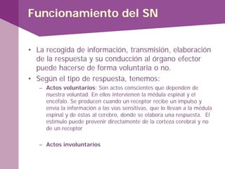 Funcionamiento del SN
• La recogida de información, transmisión, elaboración
de la respuesta y su conducción al órgano efector
puede hacerse de forma voluntaria o no.
• Según el tipo de respuesta, tenemos:
– Actos voluntarios: Son actos conscientes que dependen de
nuestra voluntad. En ellos intervienen la médula espinal y el
encéfalo. Se producen cuando un receptor recibe un impulso y
envía la información a las vías sensitivas, que lo llevan a la médula
espinal y de éstas al cerebro, donde se elabora una respuesta. El
estímulo puede provenir directamente de la corteza cerebral y no
de un receptor
– Actos involuntarios
 