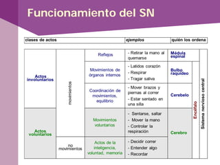 Funcionamiento del SN
 