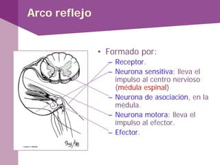 Arco reflejo
• Formado por:
– Receptor.
– Neurona sensitiva: lleva el
impulso al centro nervioso
(médula espinal)
– Neurona de asociación, en la
médula.
– Neurona motora: lleva el
impulso al efector.
– Efector.
 