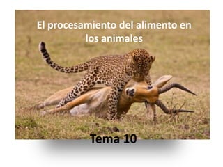 El procesamiento del alimento en
          los animales




          Tema 10
 