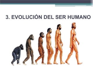 3. EVOLUCIÓN DEL SER HUMANO
 