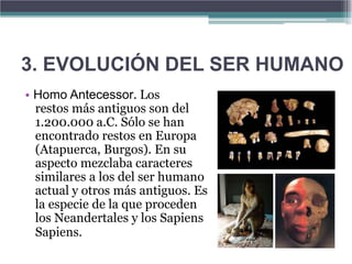 3. EVOLUCIÓN DEL SER HUMANO
• Homo Antecessor. Los
  restos más antiguos son del
  1.200.000 a.C. Sólo se han
  encontrado restos en Europa
  (Atapuerca, Burgos). En su
  aspecto mezclaba caracteres
  similares a los del ser humano
  actual y otros más antiguos. Es
  la especie de la que proceden
  los Neandertales y los Sapiens
  Sapiens.
 