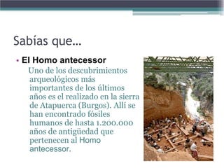 Sabías que…
• El Homo antecessor
  Uno de los descubrimientos
  arqueológicos más
  importantes de los últimos
  años es el realizado en la sierra
  de Atapuerca (Burgos). Allí se
  han encontrado fósiles
  humanos de hasta 1.200.000
  años de antigüedad que
  pertenecen al Homo
  antecessor.
 