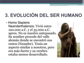 3. EVOLUCIÓN DEL SER HUMANO
• Homo Sapiens
  Neanderthalensis. Vivió entre
  120.000 a.C. y el 35.000 a.C.
  aprox. No es nuestro antepasado.
  Su nombre procede del valle
  alemán donde se encontró sus
  restos (Neander). Tenía un
  aspecto similar a nosotros, pero
  era más fuerte y su cerebro
  estaba menos desarrollado.
 