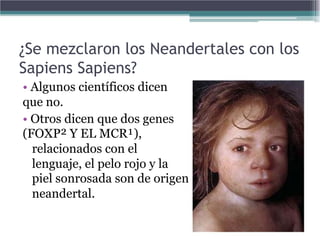¿Se mezclaron los Neandertales con los
Sapiens Sapiens?
• Algunos científicos dicen
que no.
• Otros dicen que dos genes
(FOXP² Y EL MCR¹),
  relacionados con el
  lenguaje, el pelo rojo y la
  piel sonrosada son de origen
  neandertal.
 