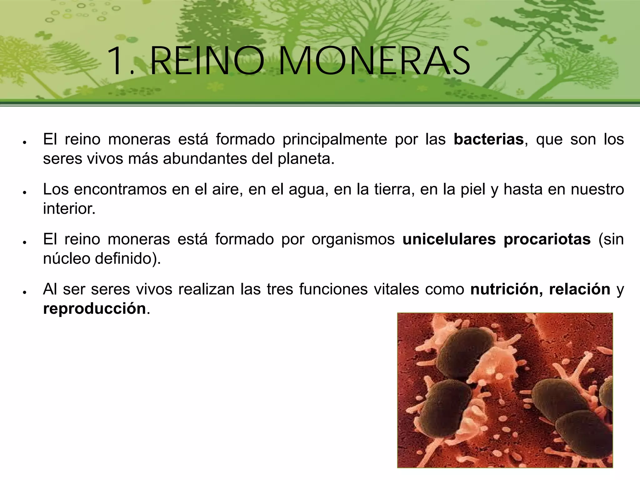 Tema10 reinos 2020 | PDF