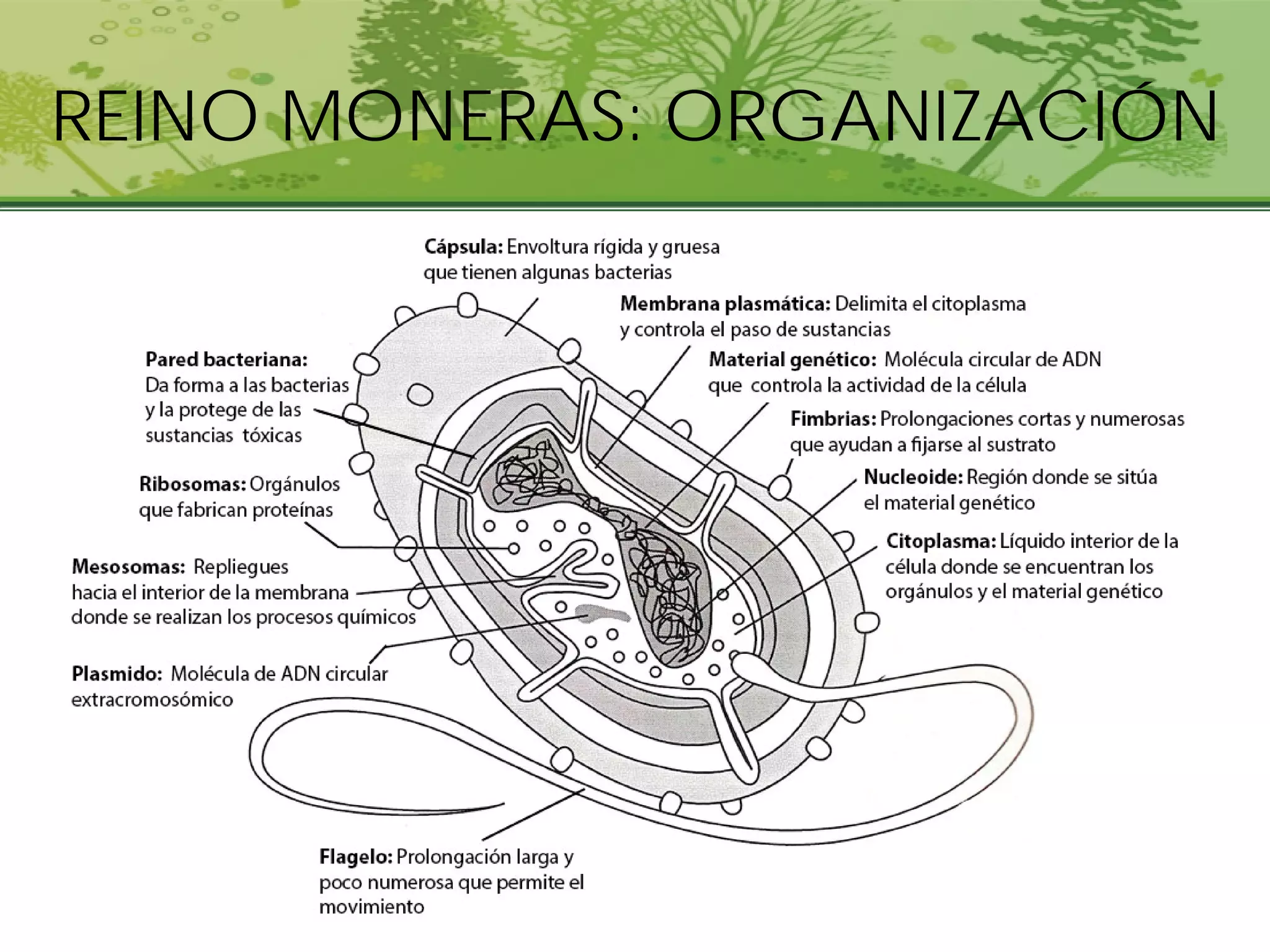Tema10 reinos 2020 | PDF