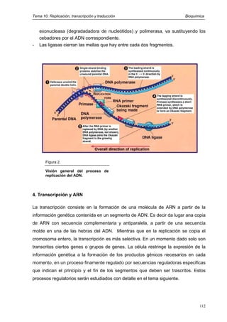 Tema 10. Replicación, transcripción y traducción Bioquímica
exonucleasa (degradadadora de nucleótidos) y polimerasa, va sustituyendo los
cebadores por el ADN correspondiente.
- Las ligasas cierran las mellas que hay entre cada dos fragmentos.
Figura 2.
Visión general del proceso de
replicación del ADN.
4. Transcripción y ARN
La transcripción consiste en la formación de una molécula de ARN a partir de la
información genética contenida en un segmento de ADN. Es decir da lugar ana copia
de ARN con secuencia complementaria y antiparalela, a partir de una secuencia
molde en una de las hebras del ADN. Mientras que en la replicación se copia el
cromosoma entero, la transcripción es más selectiva. En un momento dado solo son
transcritos ciertos genes o grupos de genes. La célula restringe la expresión de la
información genética a la formación de los productos génicos necesarios en cada
momento, en un proceso finamente regulado por secuencias reguladoras especificas
que indican el principio y el fin de los segmentos que deben ser trascritos. Estos
procesos regulatorios serán estudiados con detalle en el tema siguiente.
112
 