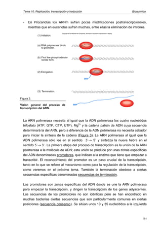 Tema 10. Replicación, transcripción y traducción Bioquímica
- En Procariotas los ARNm sufren pocas modificaciones postranscripcionales,
mientras que en eucariotas sufren muchas, entre ellas la eliminación de intrones.
Figura 3.
Visión general del proceso de
transcripción del ADN.
La ARN polimerasa necesita al igual que la ADN polimerasa los cuatro nucleótidos
trifosfato (ATP, GTP, CTP, UTP), Mg2+
y la cadena patrón de ADN cuya secuencia
determinará la del ARN, pero a diferencia de la ADN polimerasa no necesita cebador
para iniciar la síntesis de la cadena (Figura 3). La ARN polimerasa al igual que la
ADN polimerasa sólo lee en el sentido 3`→ 5` y sintetiza la nueva hebra en el
sentido 5`→ 3`. La primera etapa del proceso de transcripción es la unión de la ARN
polimerasa a la molécula de ADN; esta unión se produce por unas zonas específicas
del ADN denominadas promotores, que indican a la enzima que tiene que empezar a
transcribir. El reconocimiento del promotor es un paso crucial de la transcripción,
tanto en lo que se refiere al mecanismo como para la regulación de la transcripción,
como veremos en el próximo tema. También la terminación obedece a ciertas
secuencias específicas denominadas secuencias de terminación.
Los promotores son zonas específicas del ADN donde se une la ARN polimerasa
para empezar la transcripción, y dirigen la transcripción de los genes adyacentes.
Las secuencias de los promotores no son idénticas pero se han encontrado en
muchas bacterias ciertas secuencias que son particularmente comunes en ciertas
posiciones (secuencia consenso). Se sitúan unos 10 y 35 nucleótidos a la izquierda
114
 
