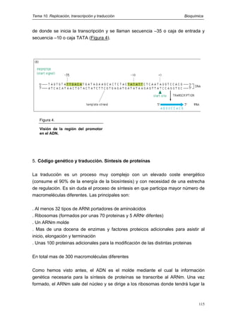 Tema 10. Replicación, transcripción y traducción Bioquímica
de donde se inicia la transcripción y se llaman secuencia –35 o caja de entrada y
secuencia –10 o caja TATA (Figura 4).
Figura 4.
Visión de la región del promotor
en el ADN.
5. Código genético y traducción. Síntesis de proteínas
La traducción es un proceso muy complejo con un elevado coste energético
(consume el 90% de la energía de la biosíntesis) y con necesidad de una estrecha
de regulación. Es sin duda el proceso de síntesis en que participa mayor número de
macromeléculas diferentes. Las principales son:
. Al menos 32 tipos de ARNt portadores de aminoácidos
. Ribosomas (formados por unas 70 proteinas y 5 ARNr difentes)
. Un ARNm molde
. Mas de una docena de enzimas y factores proteicos adicionales para asistir al
inicio, elongación y terminación
. Unas 100 proteinas adicionales para la modificación de las distintas proteinas
En total mas de 300 macromoléculas diferentes
Como hemos visto antes, el ADN es el molde mediante el cual la información
genética necesaria para la síntesis de proteínas se transcribe al ARNm. Una vez
formado, el ARNm sale del núcleo y se dirige a los ribosomas donde tendrá lugar la
115
 