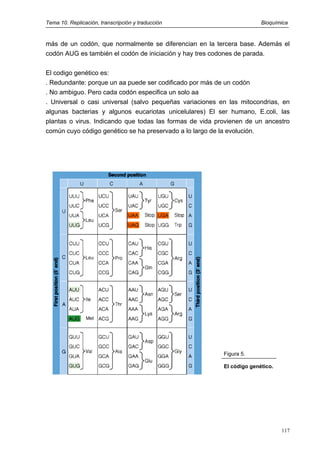 Tema 10. Replicación, transcripción y traducción Bioquímica
más de un codón, que normalmente se diferencian en la tercera base. Además el
codón AUG es también el codón de iniciación y hay tres codones de parada.
El codigo genético es:
. Redundante: porque un aa puede ser codificado por más de un codón
. No ambiguo. Pero cada codón especifica un solo aa
. Universal o casi universal (salvo pequeñas variaciones en las mitocondrias, en
algunas bacterias y algunos eucariotas unicelulares) El ser humano, E.coli, las
plantas o virus. Indicando que todas las formas de vida provienen de un ancestro
común cuyo código genético se ha preservado a lo largo de la evolución.
Figura 5.
El código genético.
117
 