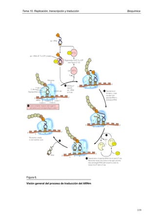 Tema 10. Replicación, transcripción y traducción Bioquímica
Figura 6.
Visión general del proceso de traducción del ARNm
119
 