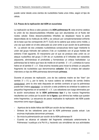 Tema 10. Replicación, transcripción y traducción Bioquímica
puede variar desde unos cientos de nucleótidos hasta unos miles, según el tipo de
célula.
3.2. Pasos de la replicación del ADN en eucariotas
La replicación se lleva a cabo gracias a la ADN polimerasa III, esta enzima cataliza
la unión de los desoxinucleótidos trifosfato que son abundantes en el fluido del
núcleo celular. Estos desoxinucleótidos trifosfato se desplazan hacia la parte
desenrollada de la molécula de ADN y se colocan por complementariedad enfrente
de la base que les corresponde (A=T; C=G) de la cadena que actúa como molde, y
una vez que están en el sitio adecuado se unen entre si por acción de la polimerasa
III. La adición de dos unidades nucleótidicas consecutivas tiene lugar mediante la
unión del grupo hidroxilo del carbono 3`de un nucleótido con el grupo fosfato del
extremo 5`del siguiente. El mecanismo por el que se produce esta unión es un
ataque nucleofílico del grupo 3`-OH de un nucleótido al 5`-trifosfato del nulceótido
adyacente, eliminándose el pirofosfato y formándose un enlace fosfodiéster. La
polimerasa lee la hebra que hace de molde en el sentido 3`→ 5` y sintetiza la nueva
hebra en el sentido 5`→ 3`. Esta enzima necesita para iniciar la síntesis un pequeño
fragmento de nucleótidos que denominamos cebador. En la síntesis del cebador
interviene un tipo de ARN polimerasa denominado primasa.
Durante el proceso de replicación, una de las cadenas madre se lee “bien” (en
sentido 3`→ 5`) y, por lo tanto, la nueva cadena se sintetiza de corrido (hebra
conductora), pero la otra está dispuesta en sentido contrario al que la polimerasa
puede leer (hebra retardada). La solución a este problema es sintetizar la cadena en
pequeños fragmentos en el sentido 5`→ 3`. Los cebadores son luego eliminados por
la acción exonucleasa de la ADN polimerasa tipo I y los nuevos fragmentos
resultantes son unidos por la acción de la ligasa, que elimina las mellas que quedan
entre fragmentos. La secuencia de pasos implicados la replicación del ADN puede
resumirse como sigue (Figura 2):
- Apertura de la doble hélice del ADN por acción de las helicasas.
- Sintesis de los cebadores para que la ADN polimerasa pueda actuar. Las
enzimas implicadas denominan primasas.
- Se inicia la polimerización por acción de la ADN polimerasa III
- Cuando se alcanza el cebador del fragmento sintetizado anteriormente la
Polimerasa I sustituye a la Pol III y, haciendo uso simultáneo de sus actividades
111
 