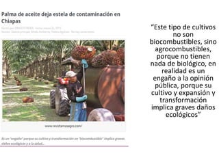 “Este tipo de cultivos
no son
biocombustibles, sino
agrocombustibles,
porque no tienen
nada de biológico, en
realidad es un
engaño a la opinión
pública, porque su
cultivo y expansión y
transformación
implica graves daños
ecológicos”
 