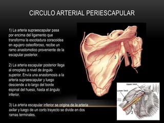 CIRCULO ARTERIAL PERIESCAPULAR
1) La arteria supraescapular pasa
por encima del ligamento que
transforma la escotadura coracoidea
en agujero osteofibroso, recibe un
ramo anastomotico proveniente de la
escapular posterior.
2) La arteria escapular posterior llega
al omoplato a nivel de ángulo
superior. Envía una anastomosis a la
arteria supraescapular y luego
desciende a lo largo del borde
espinal del hueso, hasta el ángulo
inferior.
3) La arteria escapular inferior se origina de la arteria
axilar y luego de un corto trayecto se divide en dos
ramas terminales.
1
2
3
3
 