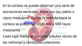 Histologia de rouss: SISTEMA URINARIO.pptx