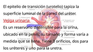 Quite Distensible Histologia de rouss: SISTEMA URINARIO.pptx